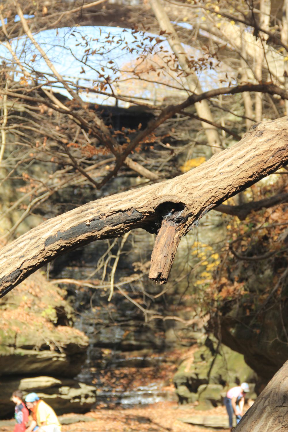 Matthiessen 